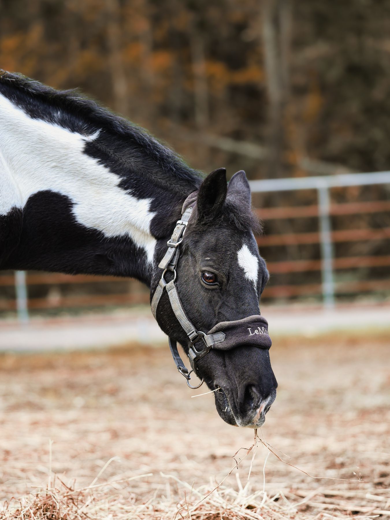 Paint horse in a fall paddock