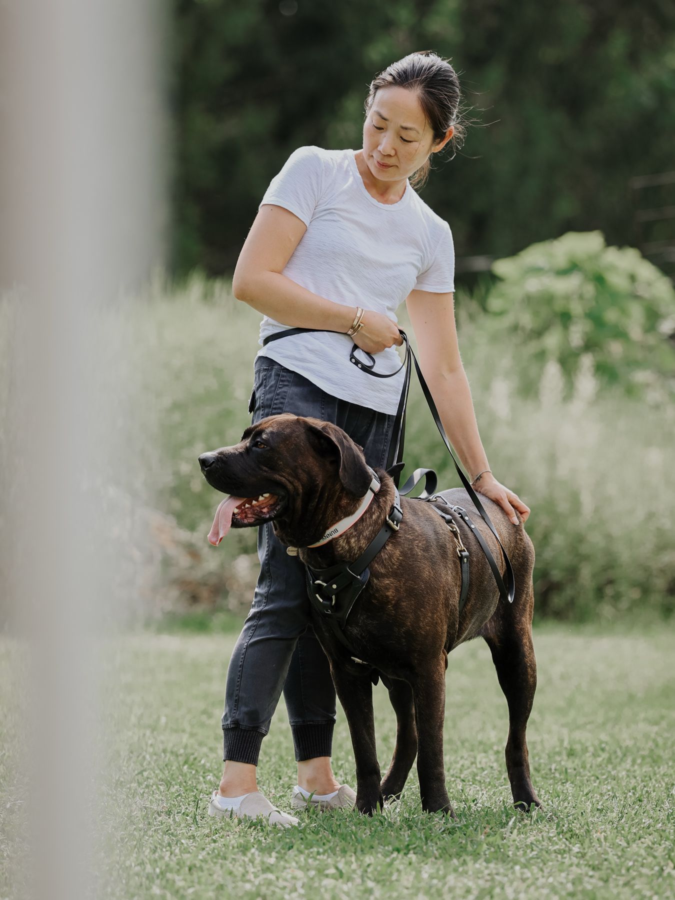 Woman walking her cane corso