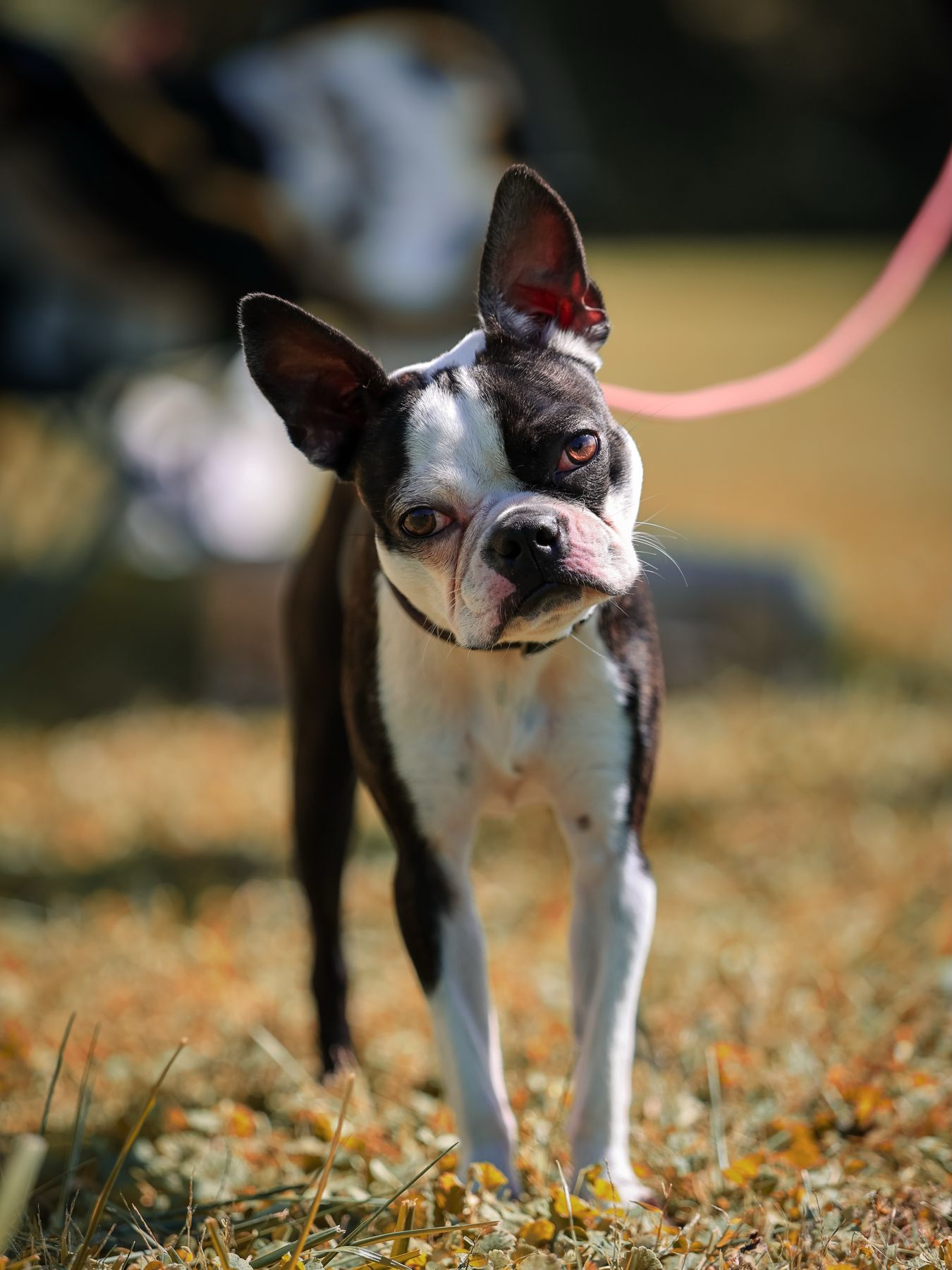 Boston terrier head tilt