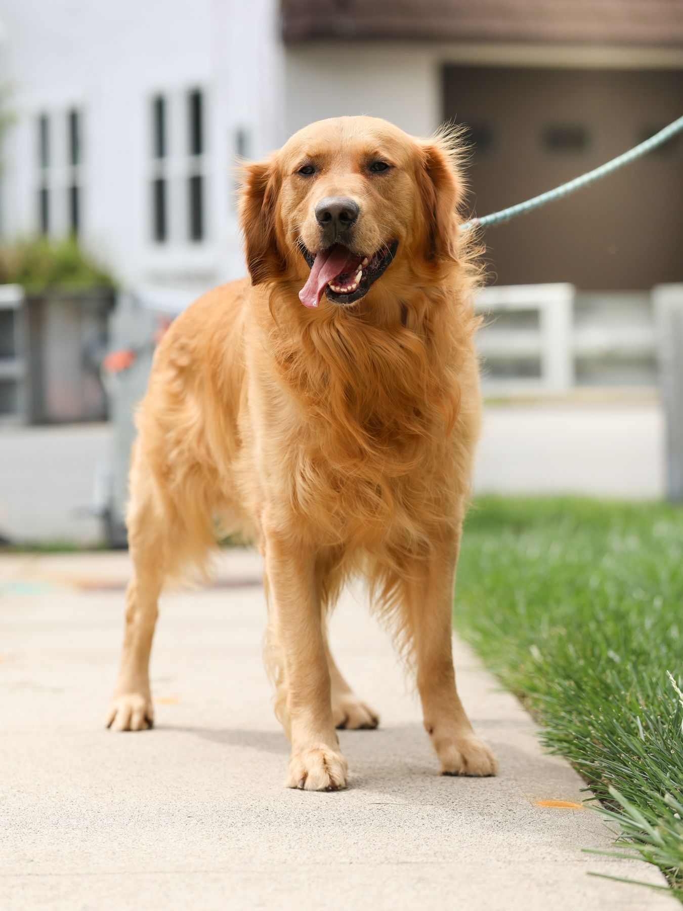 Golden retriever portrait