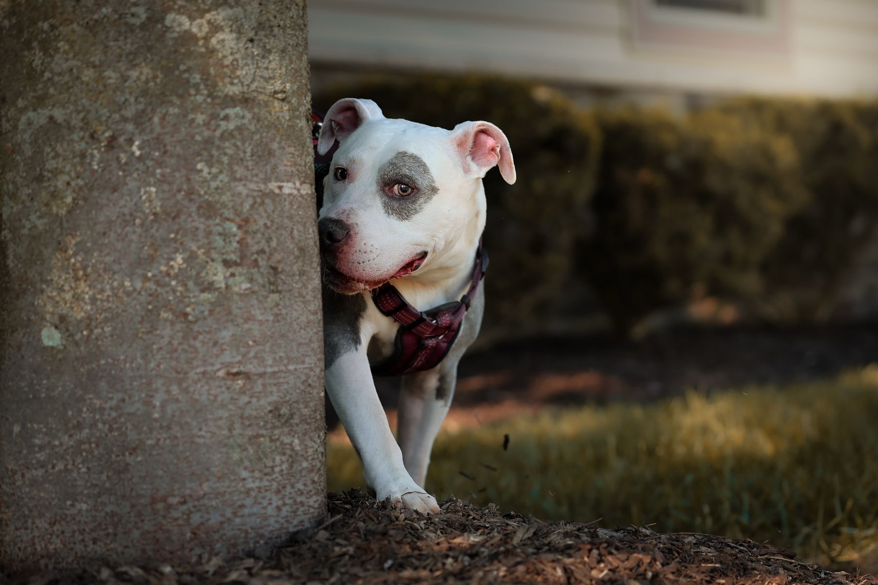 Pit bull peeking around a tree