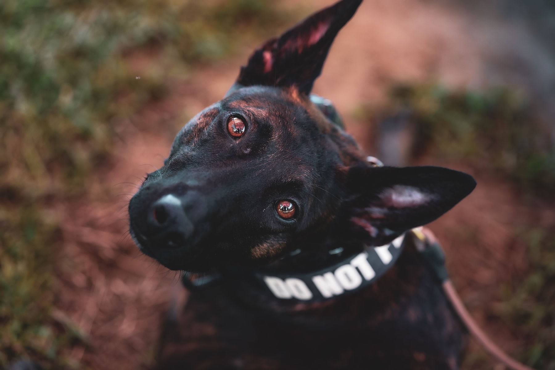Dark shepherd portrait with collar