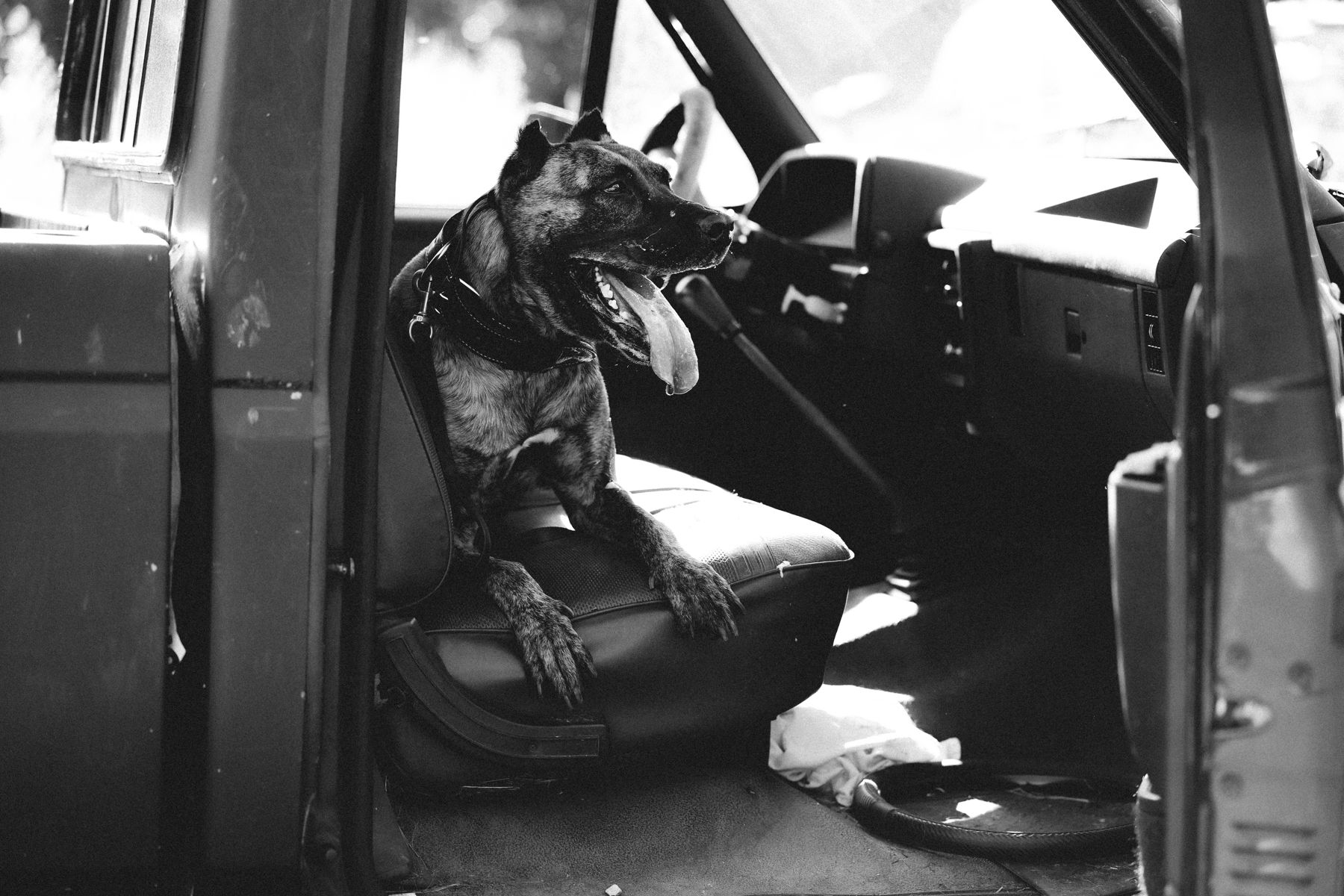 Black and white dog in a vintage truck