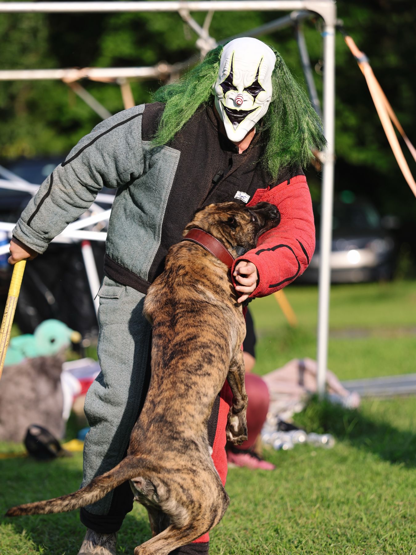 Brindle dog engaging a costumed decoy