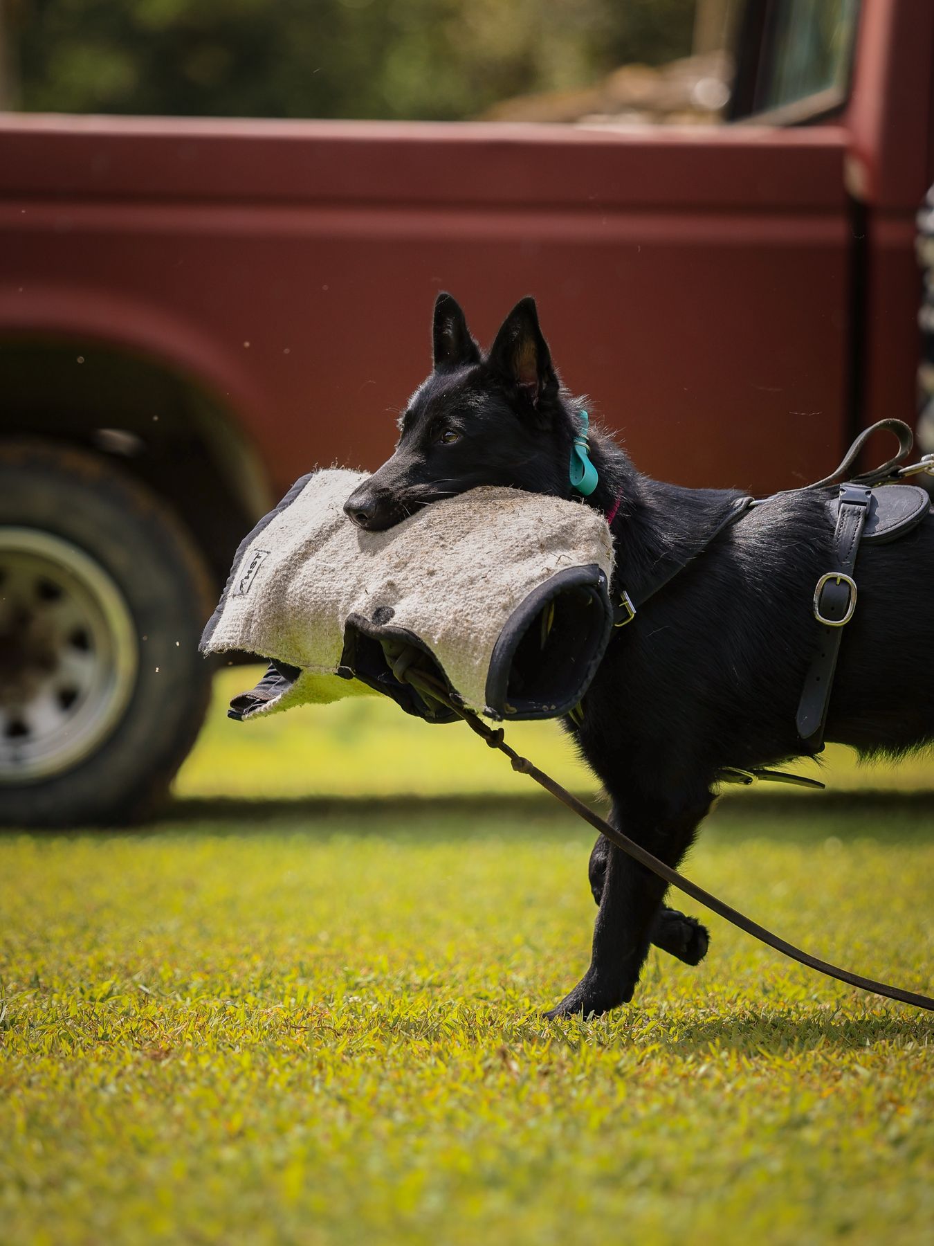 Black shepherd carrying a bite pillow