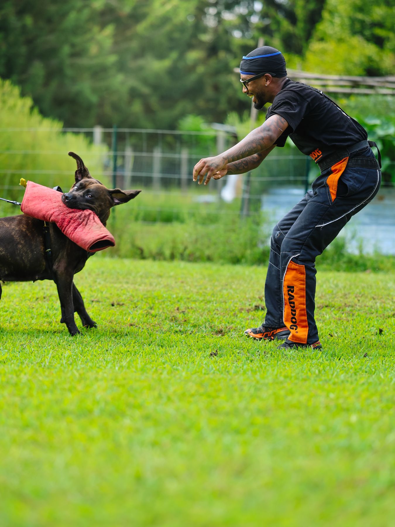 Dog in pink vest sprinting toward decoy